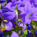 Summertime Sights / Day 4: Beekeeping. by darrenboyj