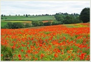 4th Jul 2013 - Fields Of Red,Green And Gold