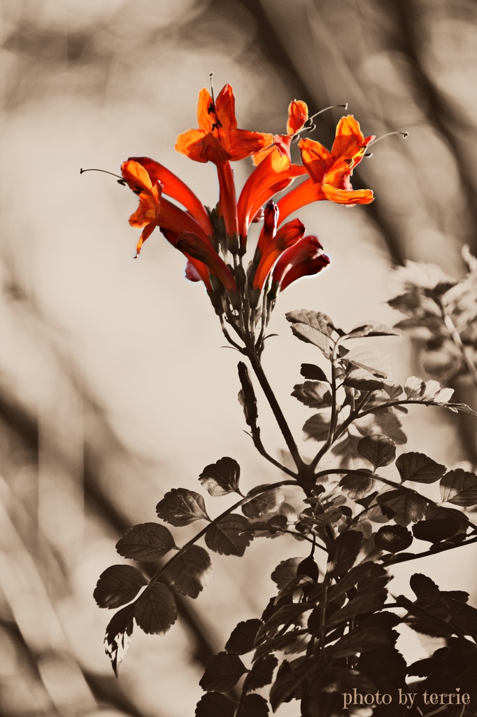 Orange flower by teodw