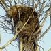 Empty nest syndrome by kiwinanna