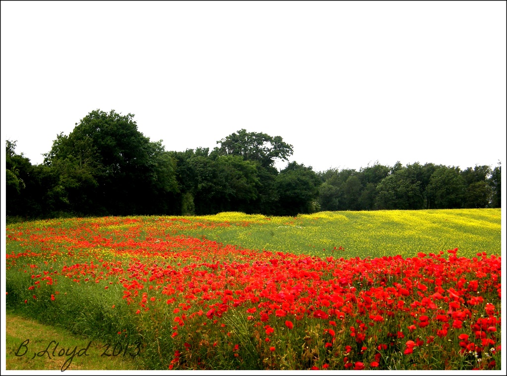 poppy field  by beryl