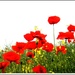 poppies & rapeseeds by beryl