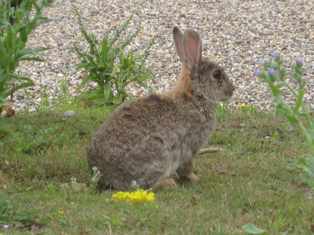 A Rabbit by susiemc