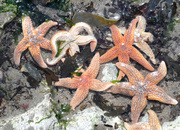 30th Jun 2013 - Starfish Gazing