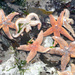 Starfish Gazing by will_wooderson