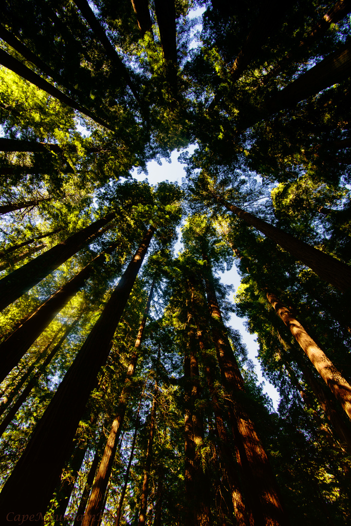 Looking Up In the Redwoods by jgpittenger