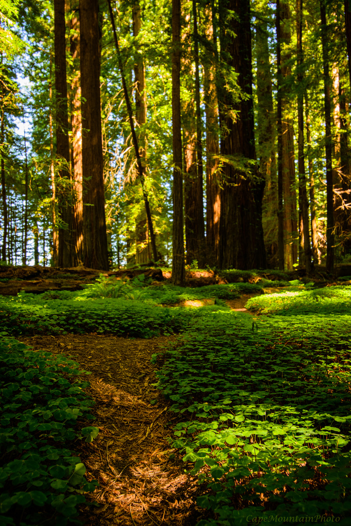 Light and Shadows in the Redwoods  by jgpittenger