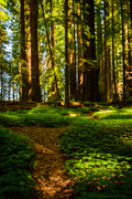 4th Jul 2013 - Light and Shadows in the Redwoods 