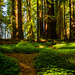 Light and Shadows in the Redwoods  by jgpittenger