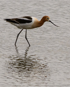 19th May 2013 - American Avocet With Water Droplet 