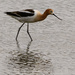 American Avocet With Water Droplet  by jgpittenger