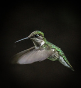 4th Jul 2013 - Hummingbird