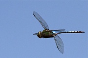 26th Aug 2010 - Dragonfly in Flight II