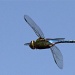Dragonfly in Flight II by robv
