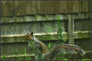 4th Jul 2013 - Naughty squirrel