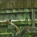Naughty squirrel by rosiekind