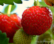4th Jul 2013 - Strawberry