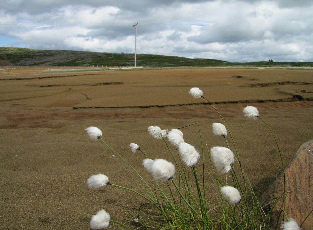 Cotton grass growing on the mining residue. by busylady