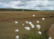 4th Jul 2013 - Cotton grass growing on the mining residue.