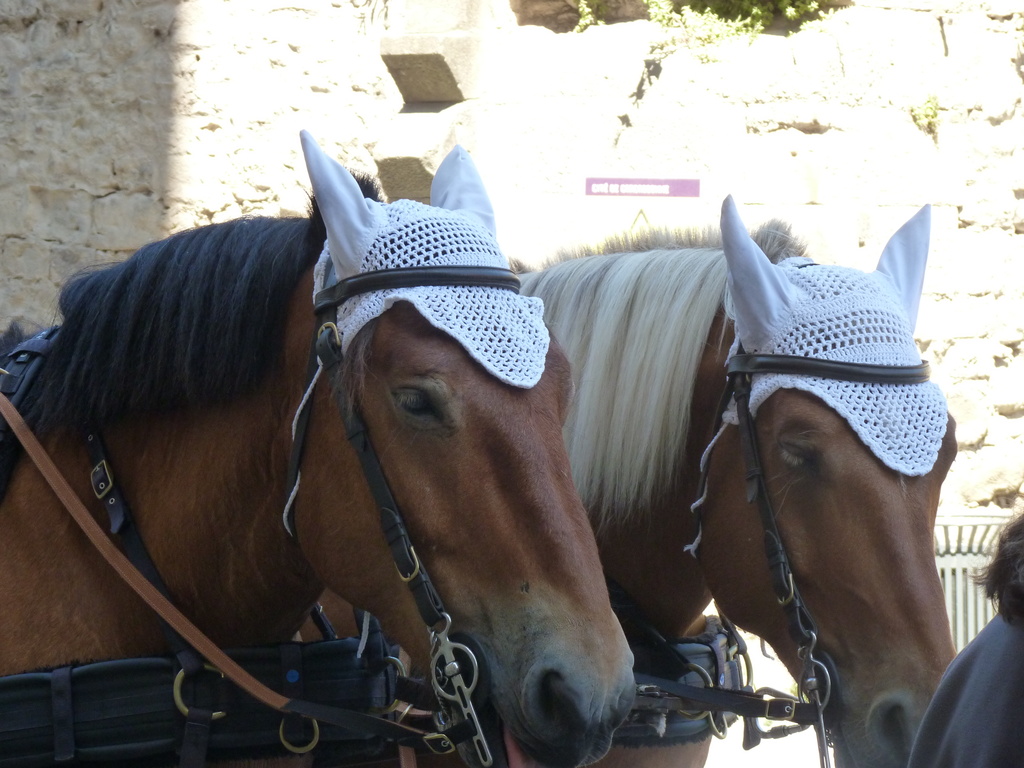 Horses in bonnets by lellie