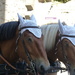 Horses in bonnets by lellie