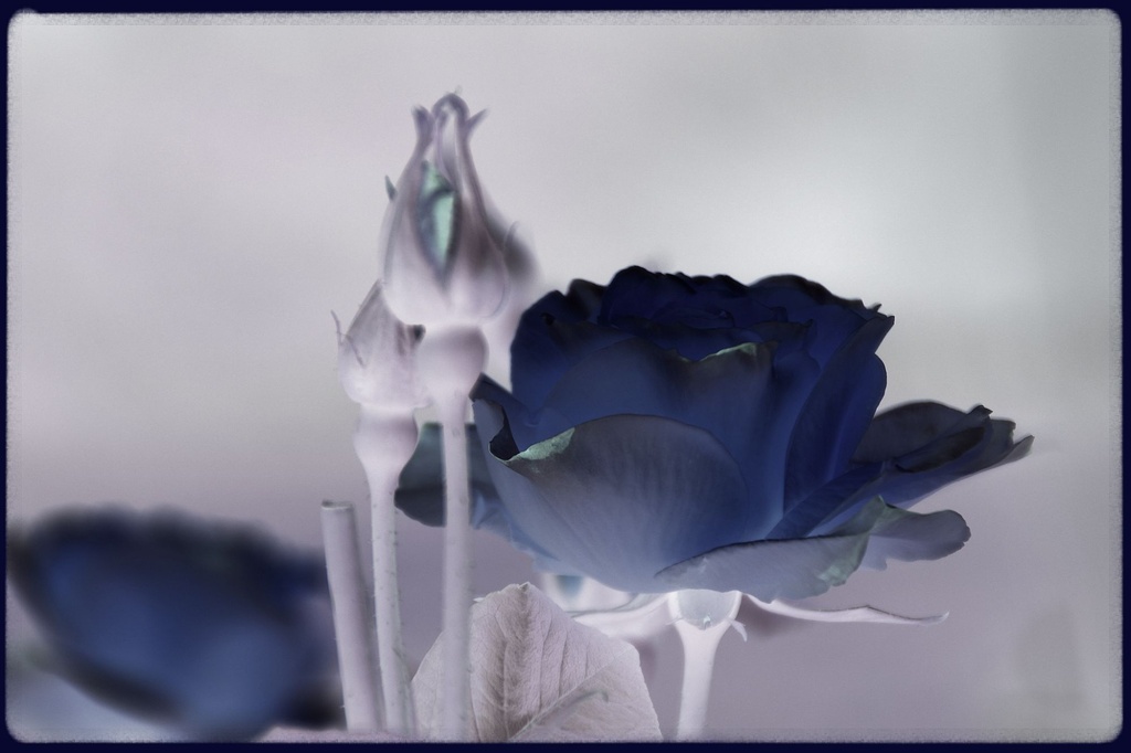 Blue roses ? by craftymeg