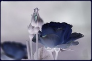 4th Jul 2013 - Blue roses ?