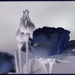 Blue roses ? by craftymeg