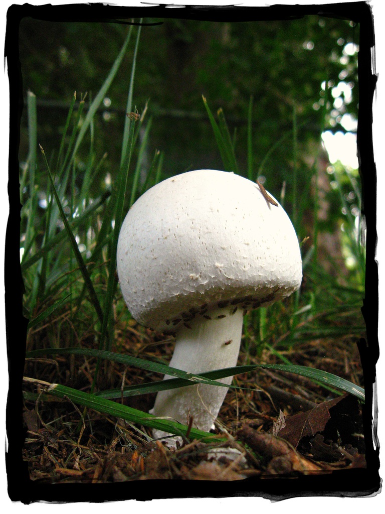 Isaac Finds a Mushroom by olivetreeann