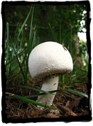 3rd Jul 2013 - Isaac Finds a Mushroom