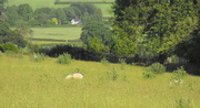 4th Jul 2013 - A view  of our cottage from Hanway common