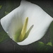 Arum Lily by judithdeacon