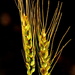 Whole Grain  by jayberg