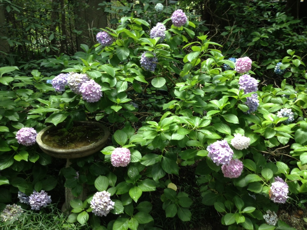 The hydrangeas re  especially beautiful in our garden this summer because of all the rain. by congaree