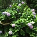 The hydrangeas re  especially beautiful in our garden this summer because of all the rain. by congaree