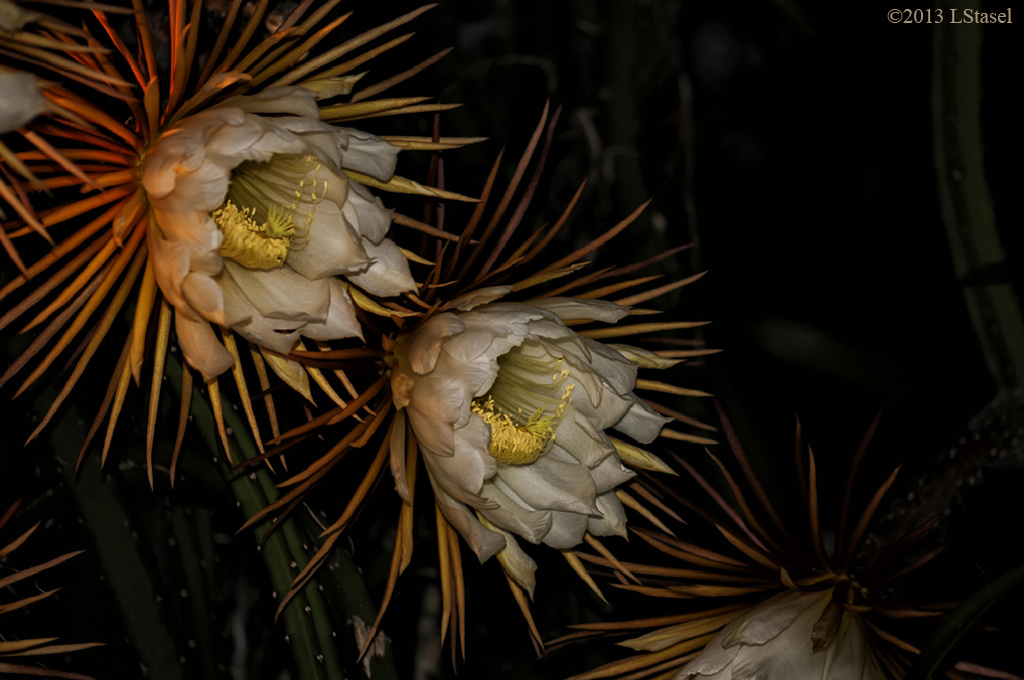 Night Blooming Cactus by lstasel