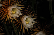 27th Jun 2013 - Night Blooming Cactus