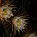 Night Blooming Cactus by lstasel