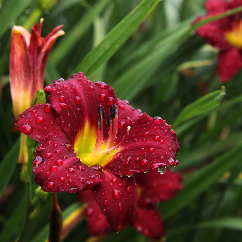 Dripping Wet Daylily by calm