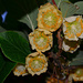 Kiwi Flowers by tonygig