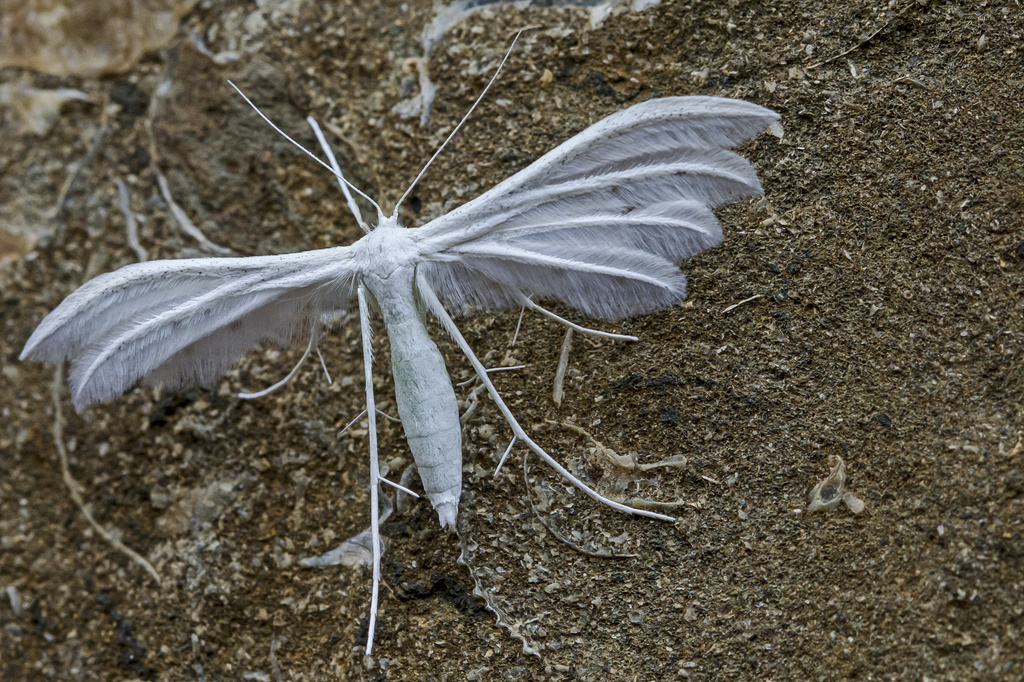 white plume moth by jantan