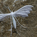 white plume moth by jantan