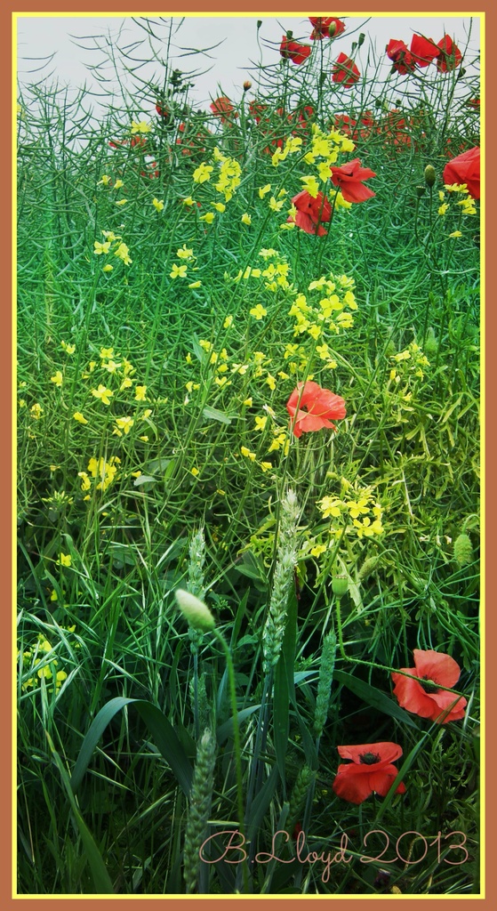poppies, rape - seed flowers & cereal ! by beryl