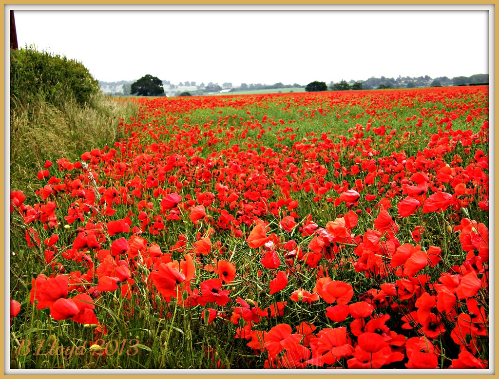 poppy field  by beryl