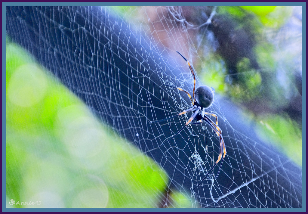 In her Web - Golden Orb by annied