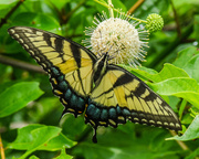 5th Jul 2013 - Eastern Tiger Swallowtail on Buttonbush