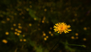 5th Jul 2013 - Dandelion Meadow