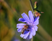 5th Jul 2013 - Bee on Chicory