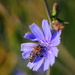 Bee on Chicory by kareenking