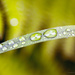 Drops on grass by elisasaeter